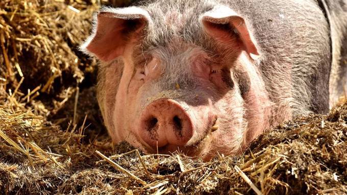 Петербургские производители свинины могут уйти с рынка