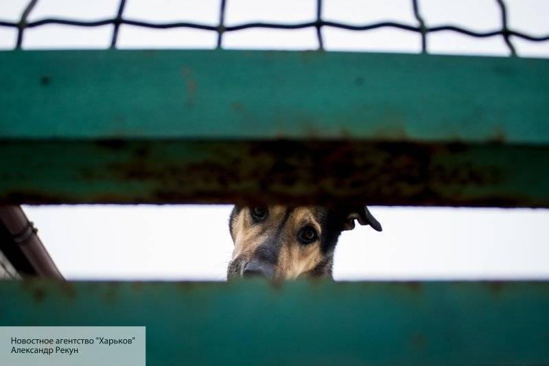Зоозащитники Петербурга предложили спасать бездомных животных с помощью домов престарелых