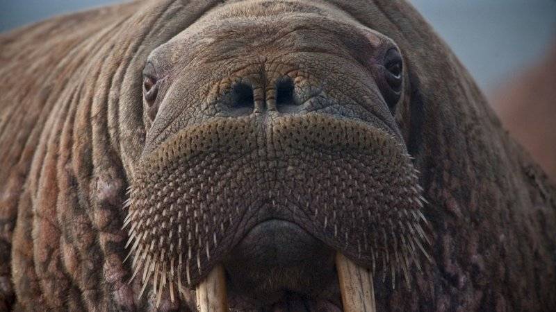 RT и&nbsp;WWF рассказали об охране редких животных России в фильме «Дикие и свободные»