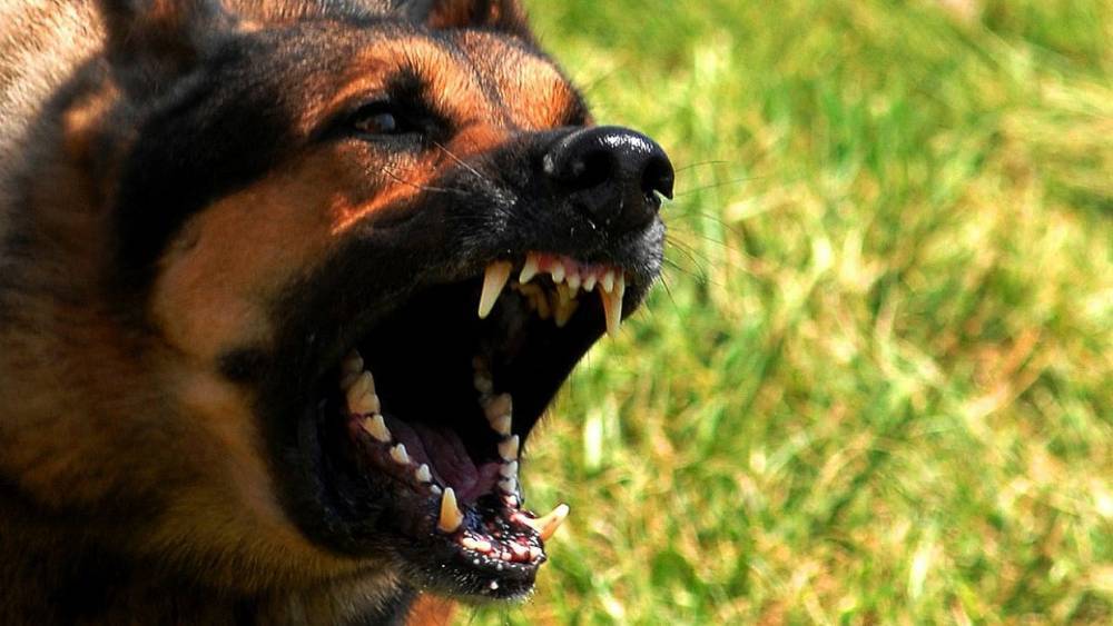 Калининградские следователи проверяют инциденты с нападением собак на школьников