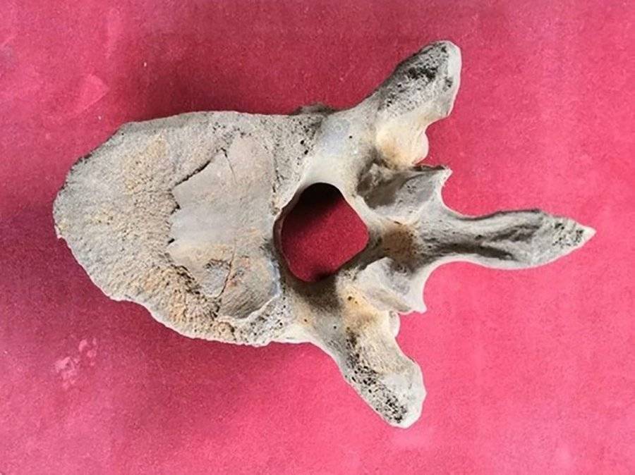 Останки мамонта нашли в городском округе Люберцы