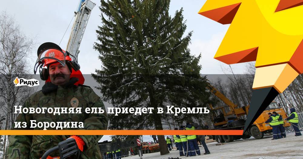 Новогодняя ель приедет в Кремль из Бородина