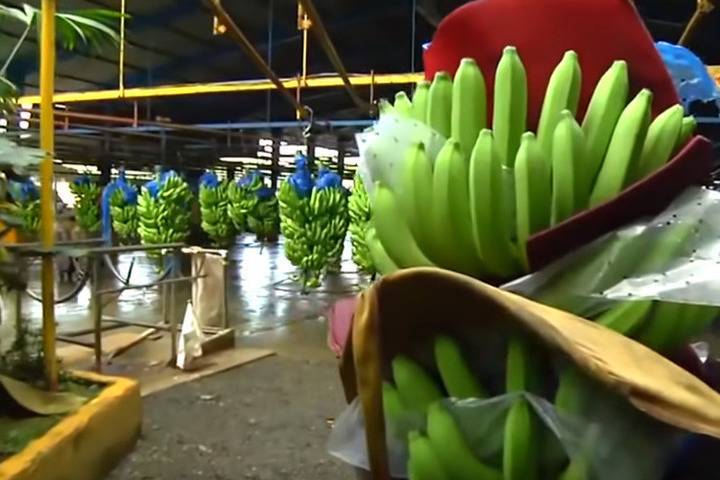 Россельхознадзор может запретить ввоз бананов из Эквадора
