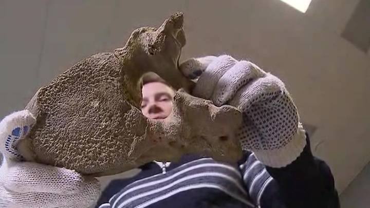 Кость мамонта, найденную в Люберцах, передали в музей