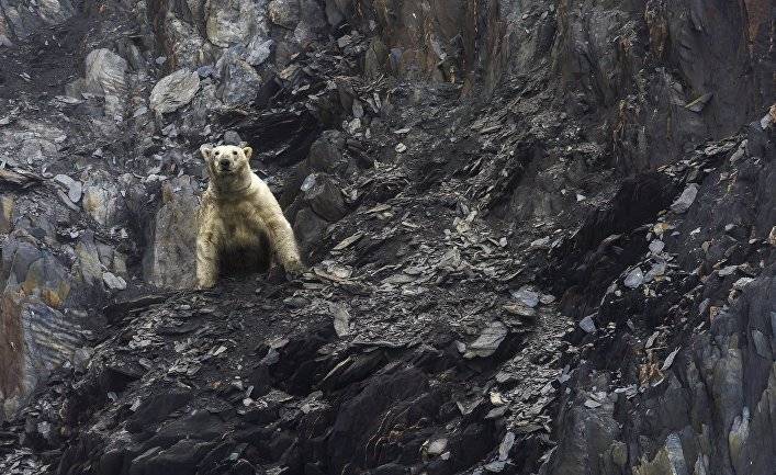 Extra Bladet (Дания): пятьдесят голодных белых медведей осаждают российский поселок