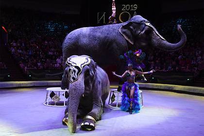 Мединский высказался о запрете выступлений животных в цирке