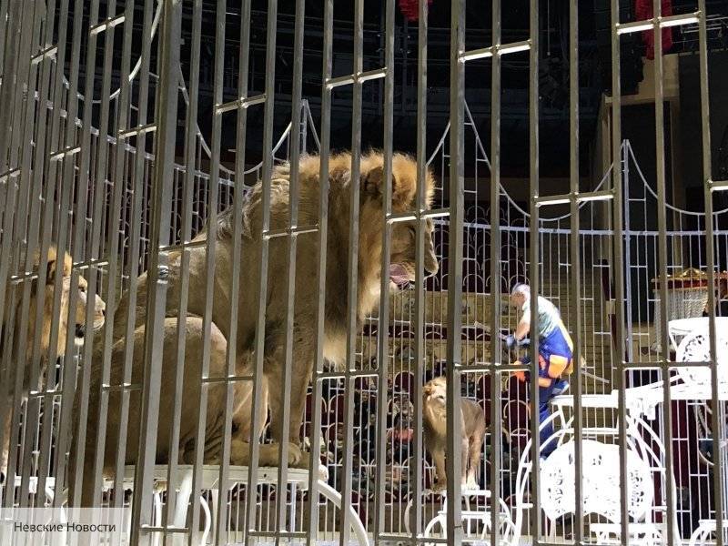 Мединский выступил за ужесточение требований к содержанию цирковых животных