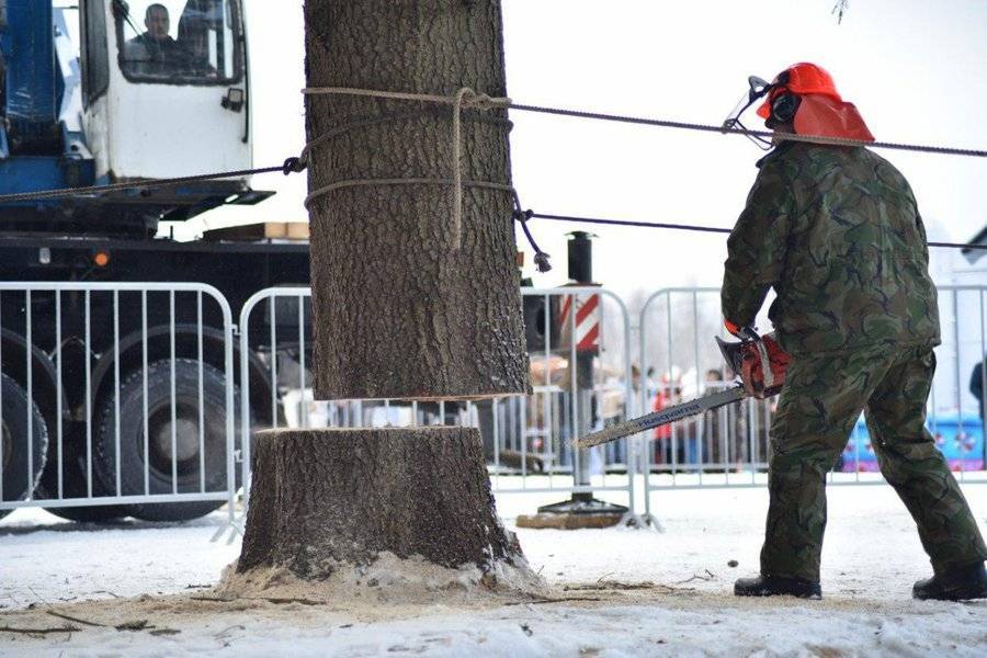 Главную новогоднюю елку страны спилили в Бородинском лесничестве