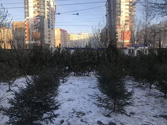 В Челябинске почти в два раза сократили число елочных базаров