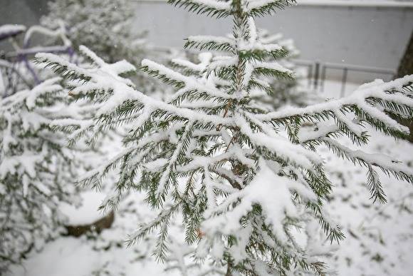 Чиновники рассказали, как законно срубить елку в Свердловской области