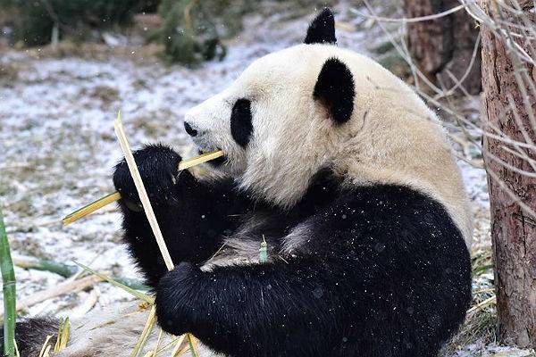 В Китае панда-мама вернулась «домой» после родов