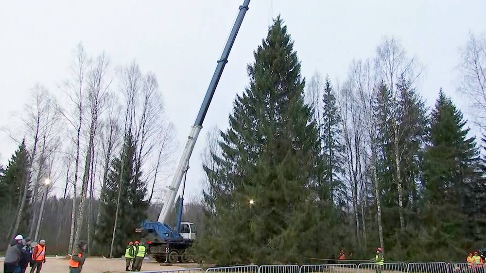 В Подмосковье срубили главную новогоднюю елку страны