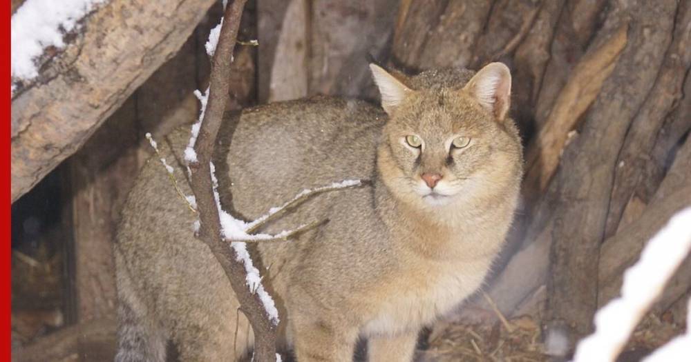 Видео набега огромного кота на курятник распространяют в Башкирии