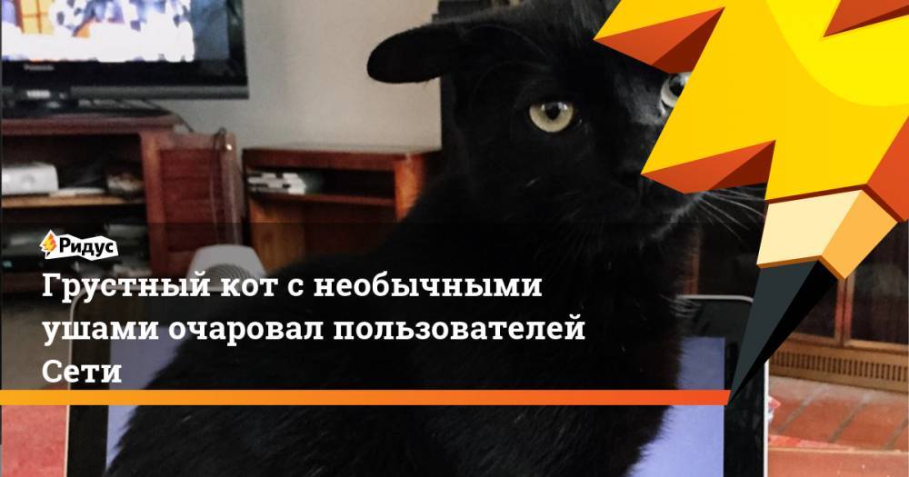 Грустный кот с необычными ушами очаровал пользователей Сети