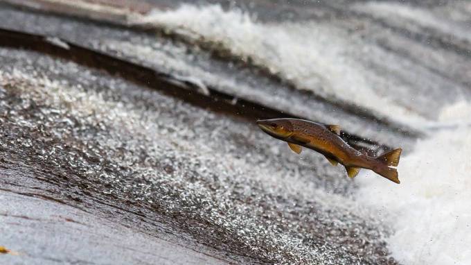 Более 3,5 тысяч молодых лососей выпустили в Неву под Новый год