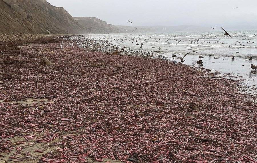 На пляж в Калифорнии выбросило тысячи "рыб-пенисов"