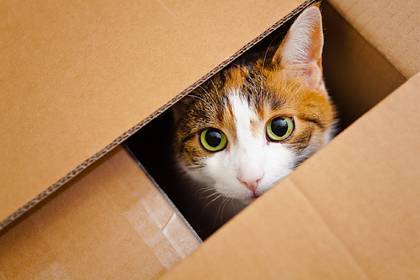 Кот забрался в посылку и восемь дней прожил в ящике без воды и пищи