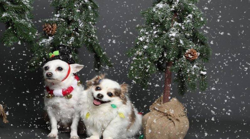 Снимок в честь Рождества стал вирусным благодаря «экзистенциальному кризису» собаки