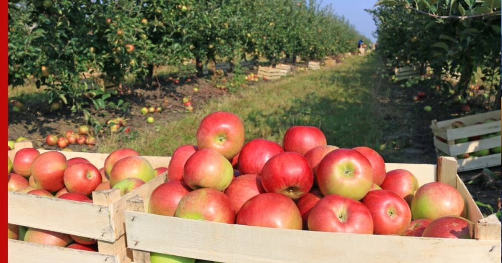 Рекордный урожай яблок не спас от резкого подорожания