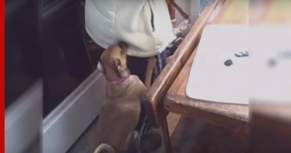 Видео провожающих на работу хозяйку собак умилило сети