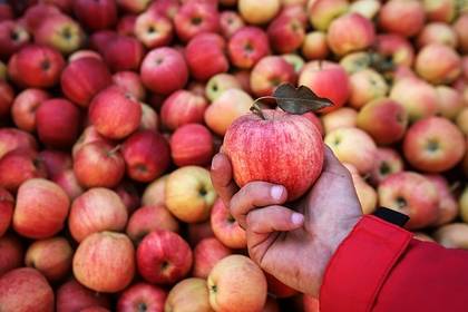 В России взлетели цены на яблоки