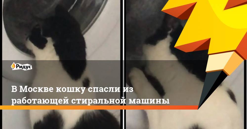 В Москве кошку спасли из работающей стиральной машины
