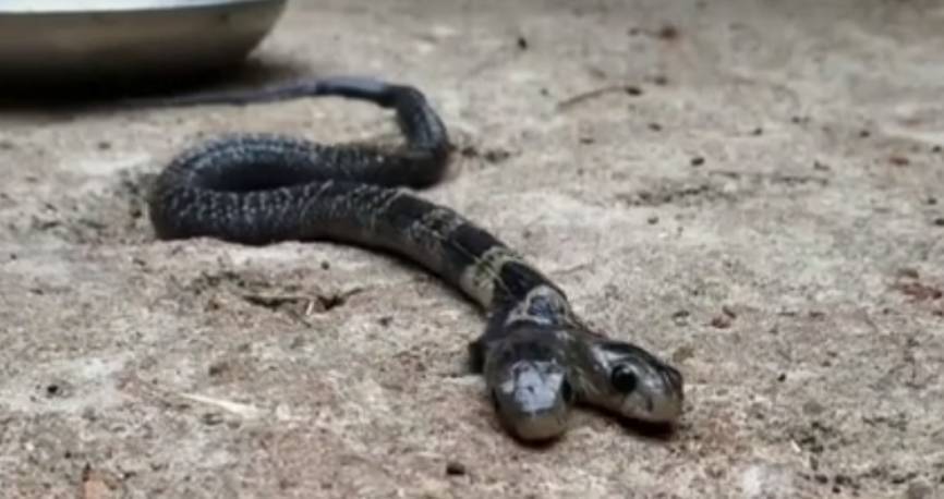 Жители Индии встали на защиту смертельно опасной двухголовой змеи