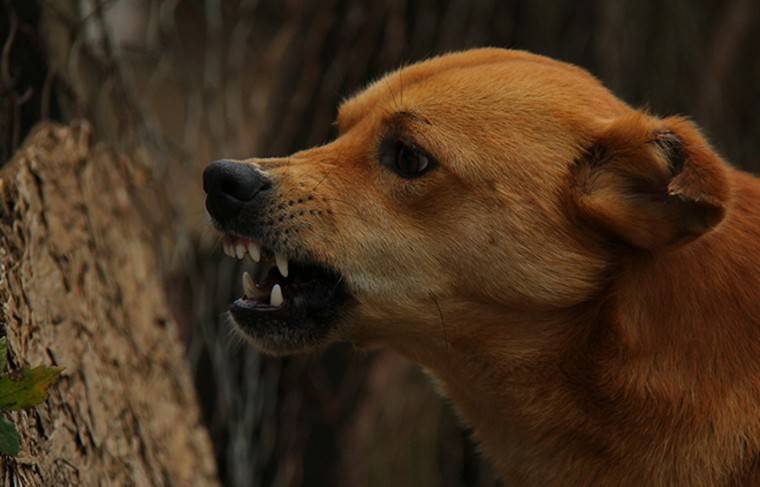 В Челябинске начали проверку после нападения собаки на хозяина