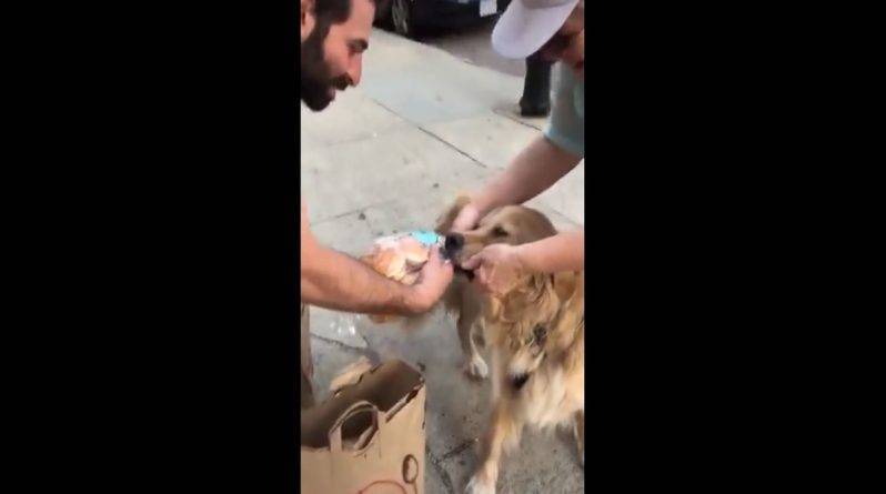 «Это только булки, а не бриллианты»: мужчина схватился с собакой из-за булочек для гамбургеров (видео)