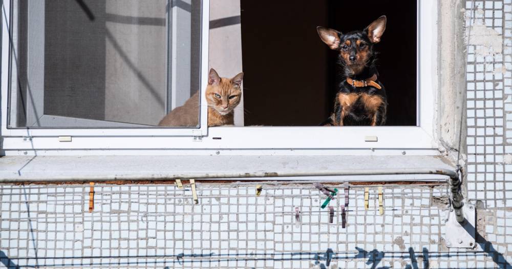 Москвичам посоветовали держать животных подальше от окон во время фейерверков