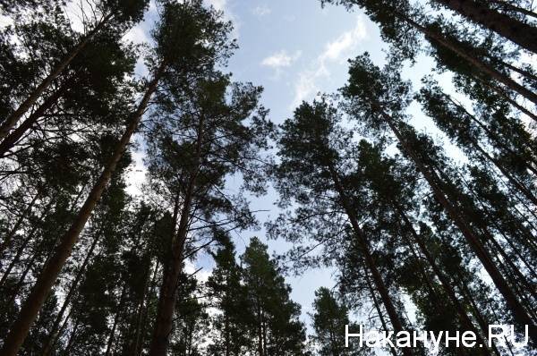На Южном Урале упавшее дерево убило мужчину