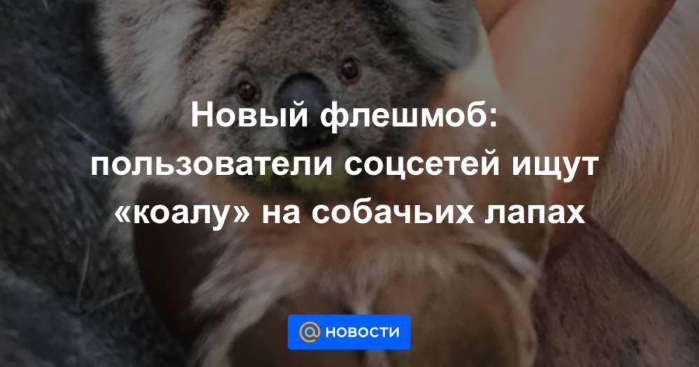 Новый флешмоб: пользователи соцсетей ищут «коалу» на собачьих лапах