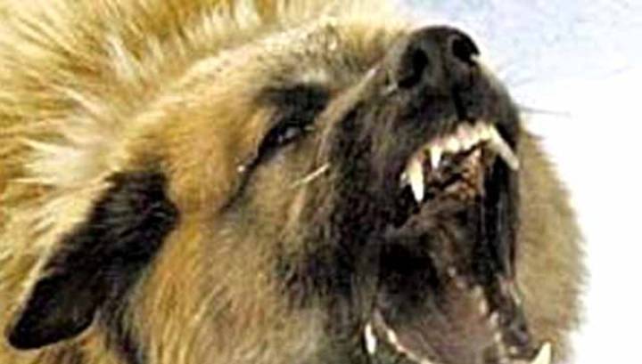 В Бурятии собаки таскали в зубах тело младенца: мать ребенка в розыске