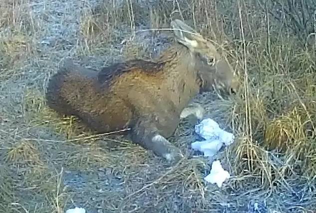 Лося дважды спасли в Нижегородской области после провала под лед