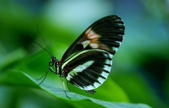 Ученые из США доказали безразличие несъедобных бабочек к хищникам