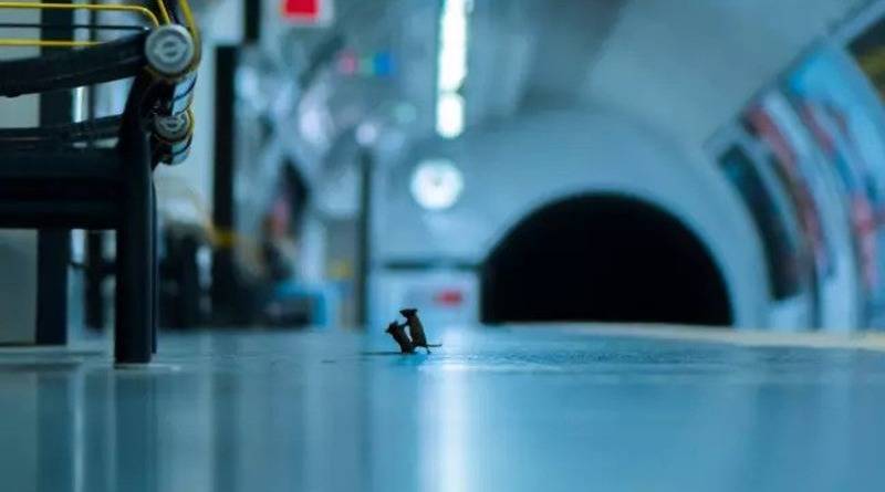 Момент битвы двух мышей в метро может стать лучшим фото дикой природы в этом году
