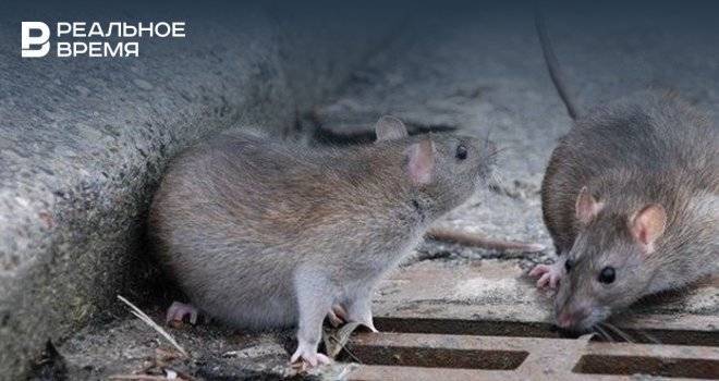 В Казани перед Новым город спрос на крыс вырос почти в пять раз