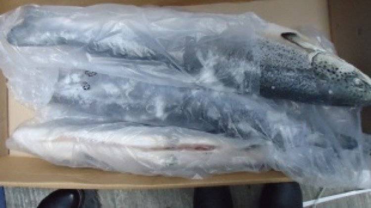 Жители Чукотки незаконно выловили 58 тонн тихоокеанского лосося