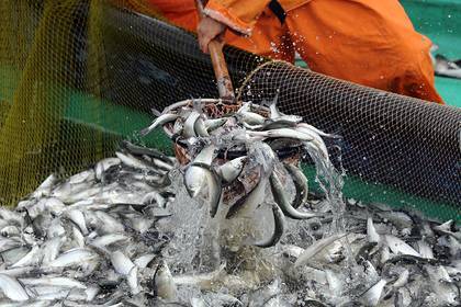 В России пресекли незаконный вылов рыбы в промышленных масштабах