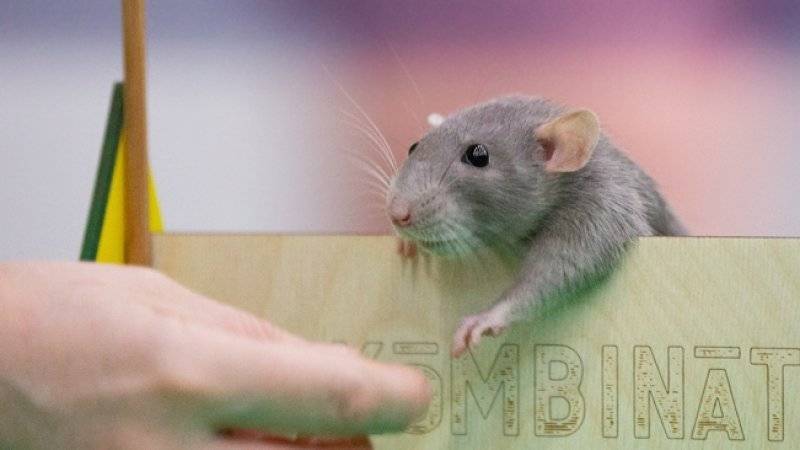 Крысы набирают популярность в преддверии Нового года