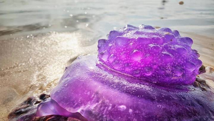В Австралии на берег выбросило гигантскую фиолетовую медузу-убийцу
