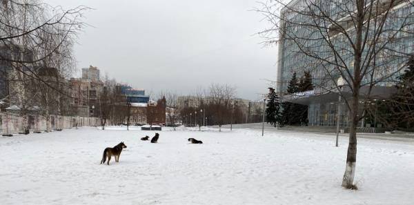 В Перми бездомные собаки вышли на "митинг" к зданию краевого заксобрания