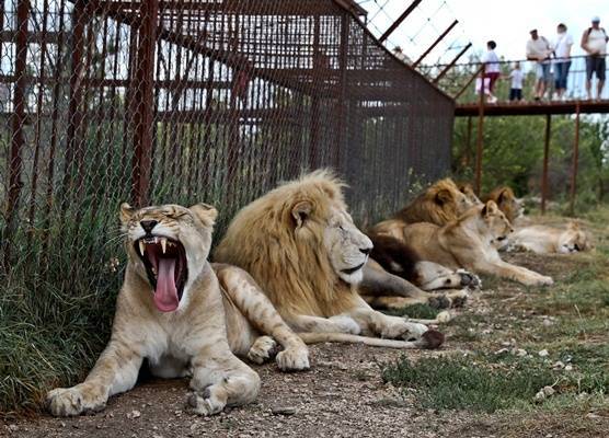 Верховный суд Крыма оставил в силе решение по закрытию парка львов «Тайган»