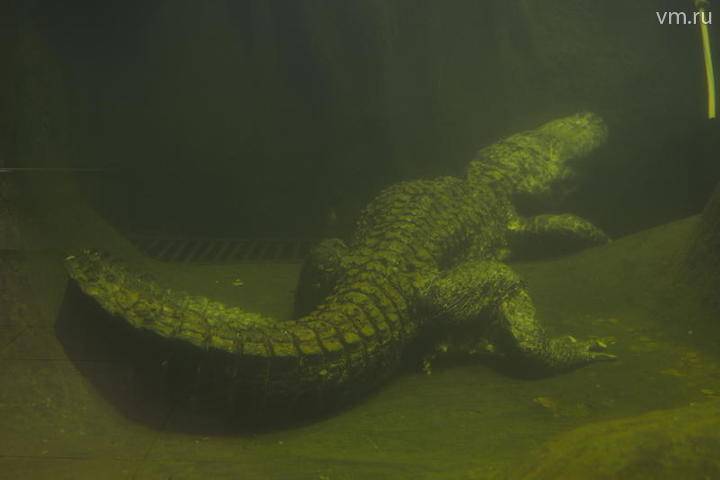Кости вымершего крокодила-гиганта обнаружили в Венесуэле