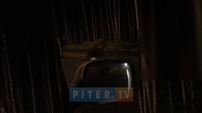 Видео: водитель сбил лося в Юнтолово