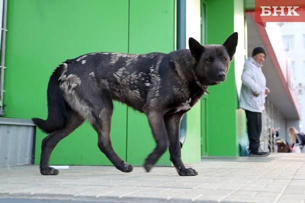 Администрации Усинска придется заплатить горожанке за укус собаки