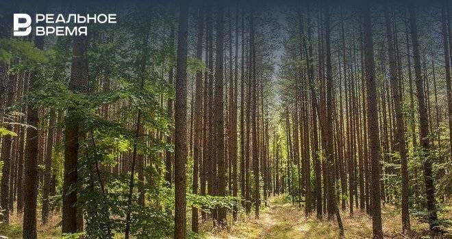 В Татарстане молодым специалистам лесной отрасли будут выдавать до 300 тыс. рублей