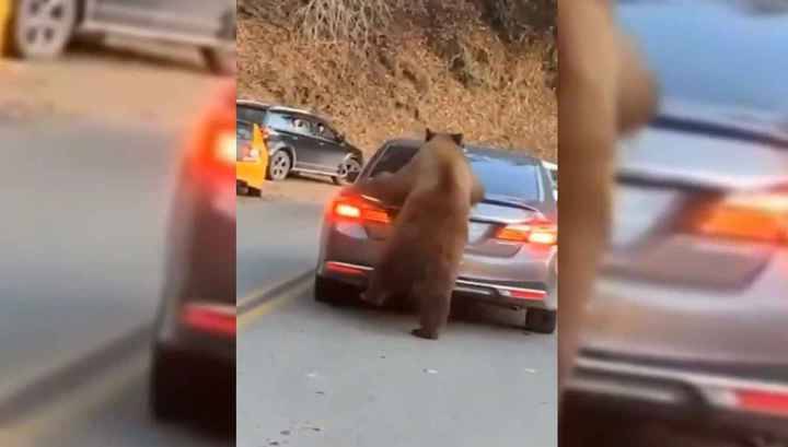 Медведь "оседлал" стоящий в пробке автомобиль в США