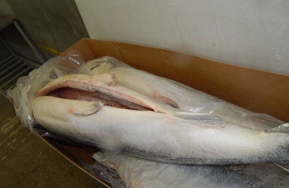 Россельхознадзор на МАПП «Убылинка» не впустил в Россию 18 тонн атлантического лосося