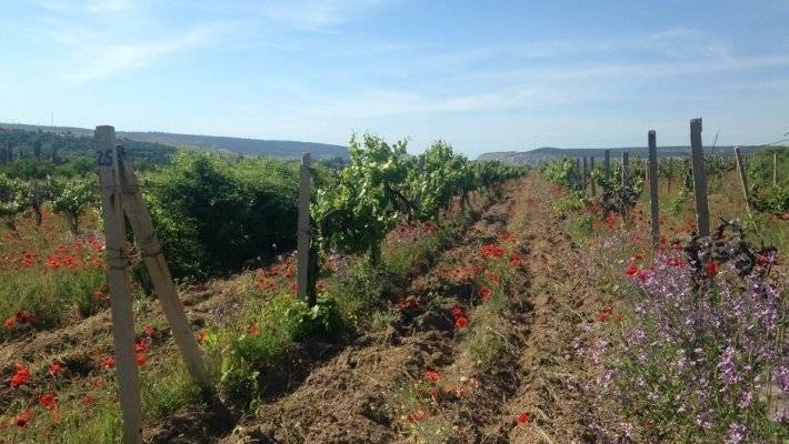 Госдума приняла закон о виноделии и виноградарстве в третьем чтении